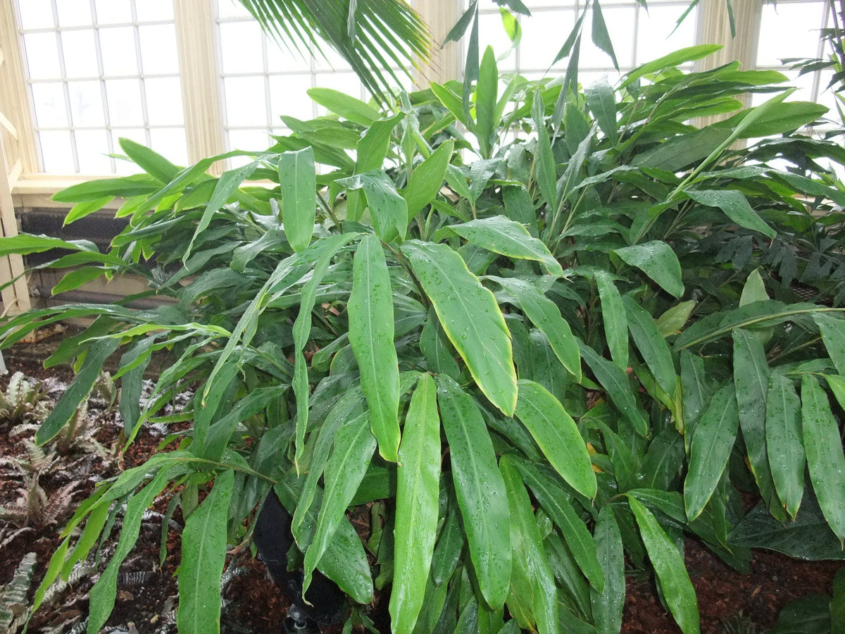 5 CARDAMON CARDAMOMO Elettaria Cardamomum HIERBA Flor Arbusto Árbol Semillas
