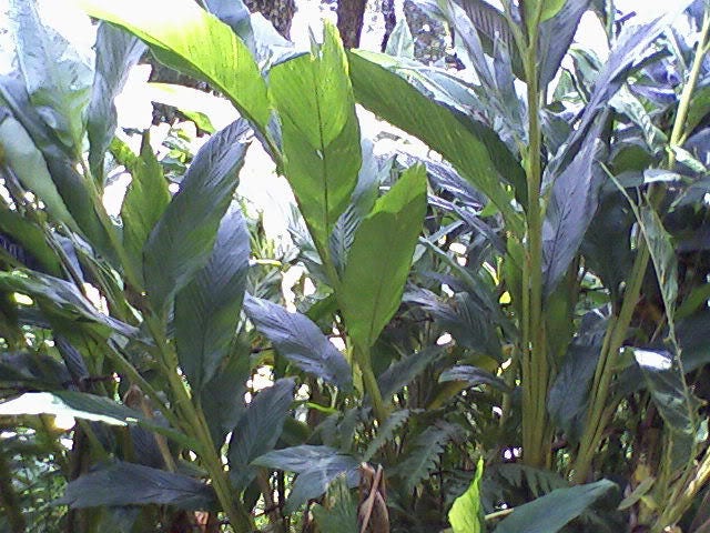 5 CARDAMON CARDAMOMO Elettaria Cardamomum HIERBA Flor Arbusto Árbol Semillas