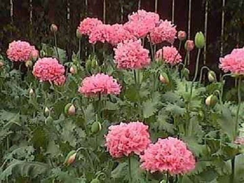 250 semillas de flores de Papaver peoniflorum, peonía rosa y amapola