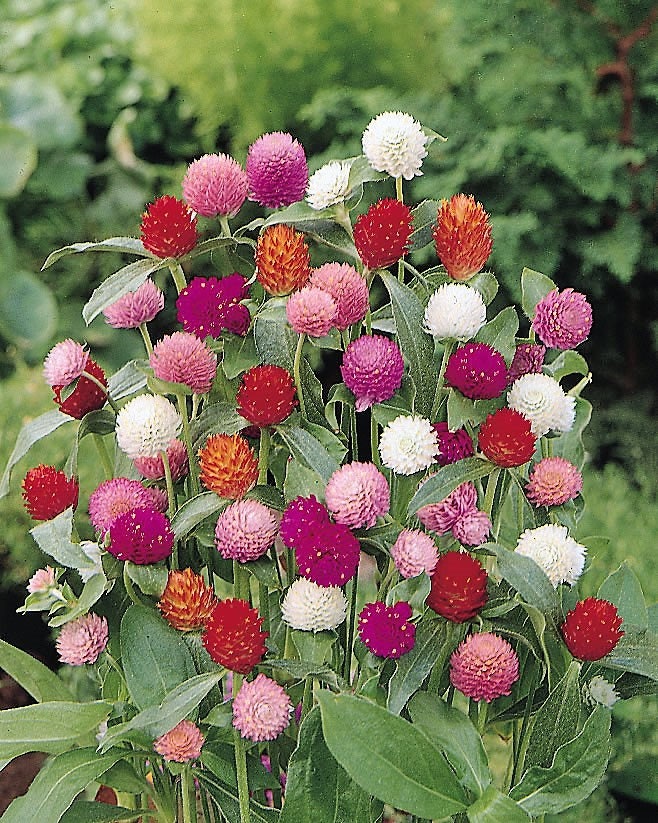 50 GLOBE AMARANTH MIX Gomphrena Globosa Semillas de flores de amaranto de colores mixtos