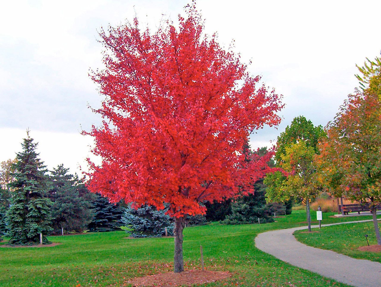 25 semillas de arce siberiano (Acer ginnala) - Follaje rojo otoñal