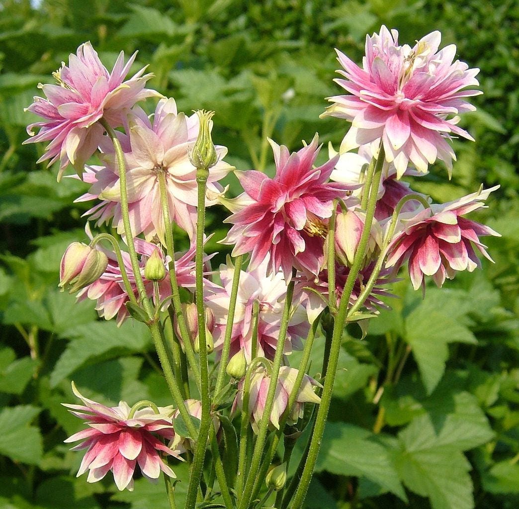25 semillas de flores de Aquilegia caerulea rosada de NORA BARLOW