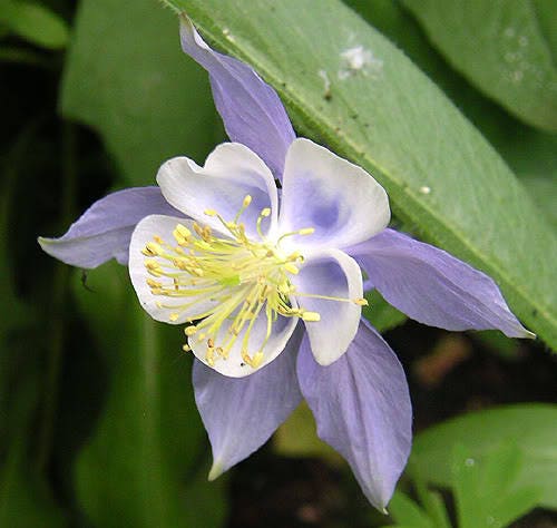 50 Blue ROCKY MOUNTAIN COLUMBINE Aquilegia Caerulea Flower Seeds
