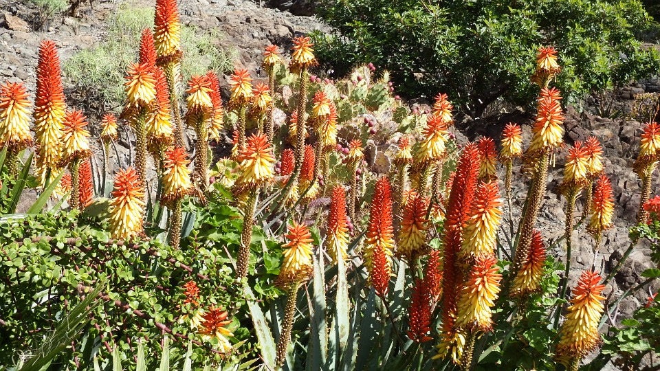 50 TORCH LILY Red Hot Poker / Tritoma / Kniphofia Uvaria Flower Seeds