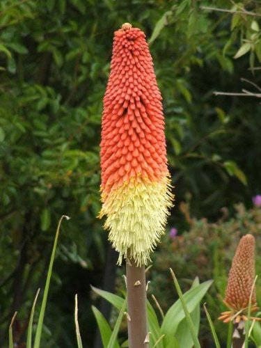 50 semillas de flores de lirio antorcha (Red Hot Poker / Tritoma / Kniphofia Uvaria)