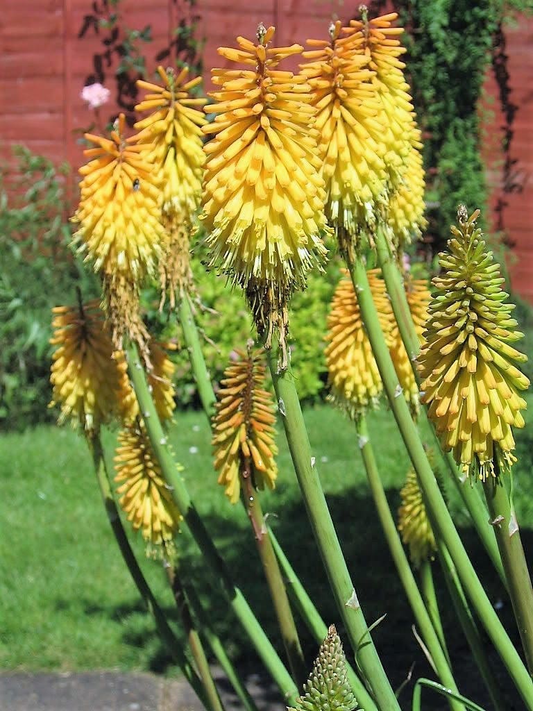 50 semillas de flores de lirio antorcha (Red Hot Poker / Tritoma / Kniphofia Uvaria)