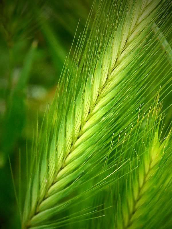 100 semillas de cebada común (Hordeum vulgare), cultivo de cobertura herbáceo, para cerveza