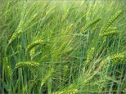 100 semillas de cebada común (Hordeum vulgare), cultivo de cobertura herbáceo, para cerveza