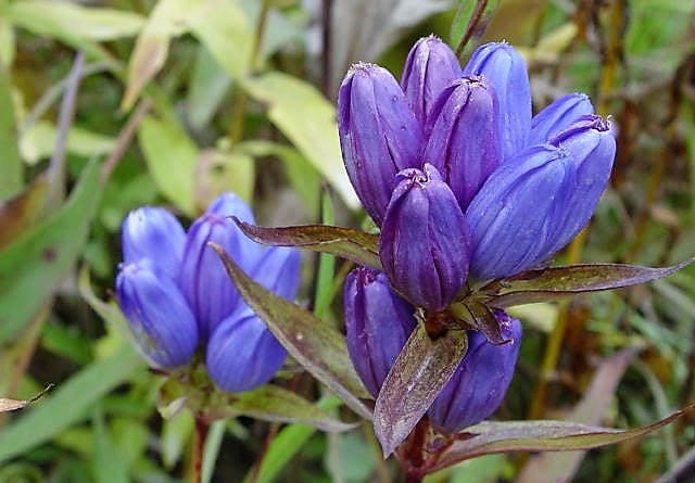200 BOTELLAS DE GENCIANA (Genciana cerrada o ciega / Corazón enclaustrado) Semillas de flores de Gentiana Andrewsii