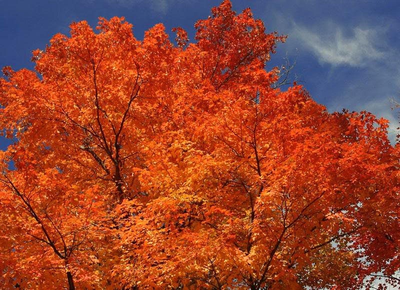 20 semillas de arce flamboyán (Acer tartaricum rojo)