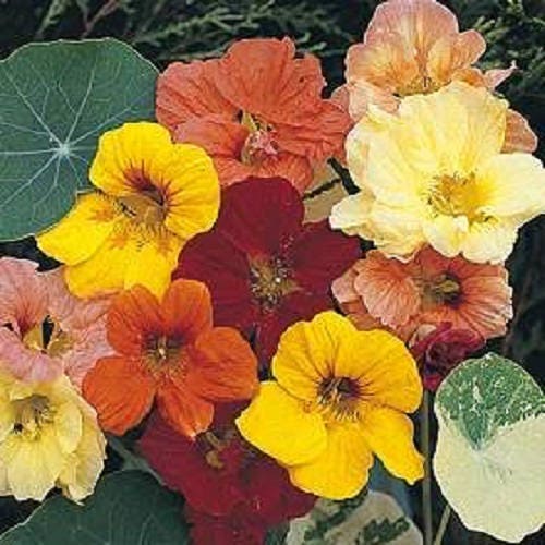 50 semillas de flores de capuchina enana, joya enana, Tropaeolum Minus, en colores variados