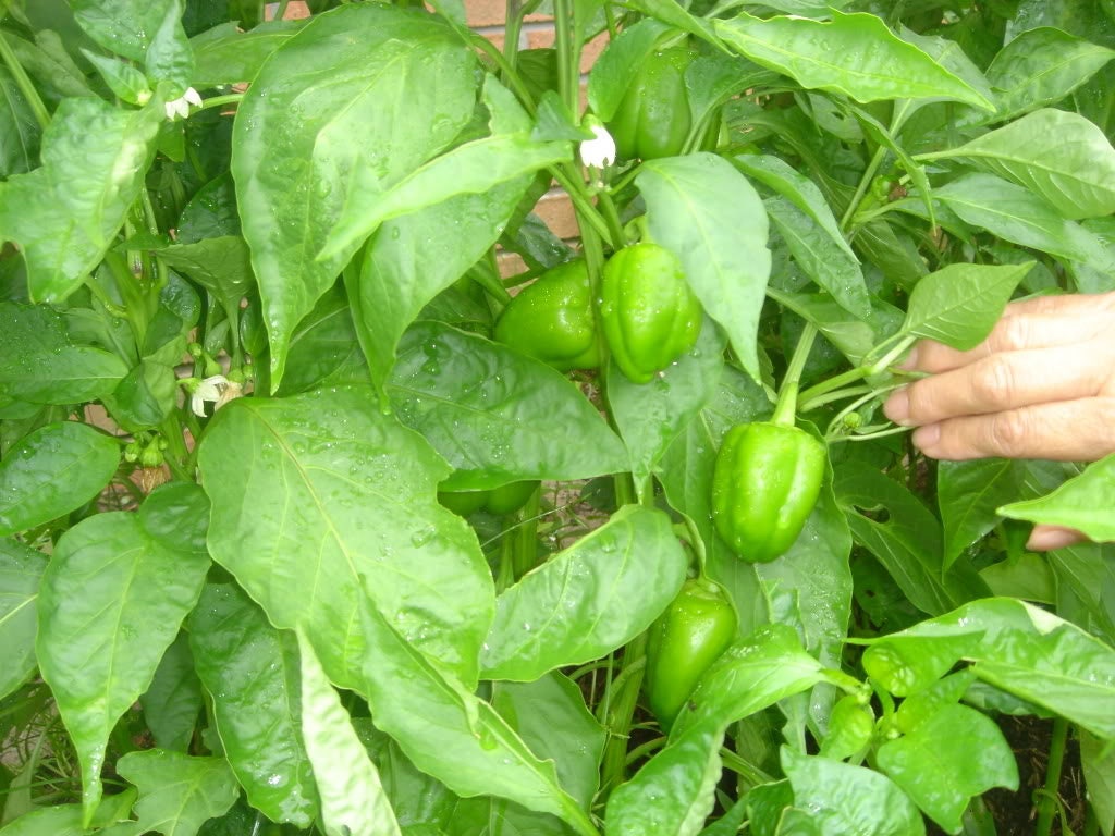 200 semillas de pimiento morrón verde dulce CALIFORNIA WONDER Capsicum Annuum