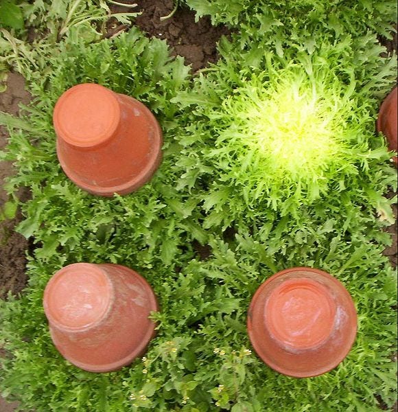 3000 semillas de escarola (Cichorium endivia)