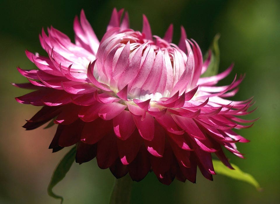50 semillas de flores de Helichrysum Bracteatum, doble flor rosa de fresa