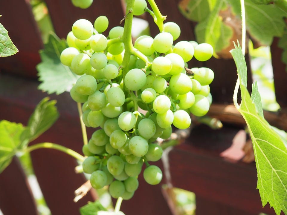 50 semillas de uva verde (postre/mesa) Vitis vinifera