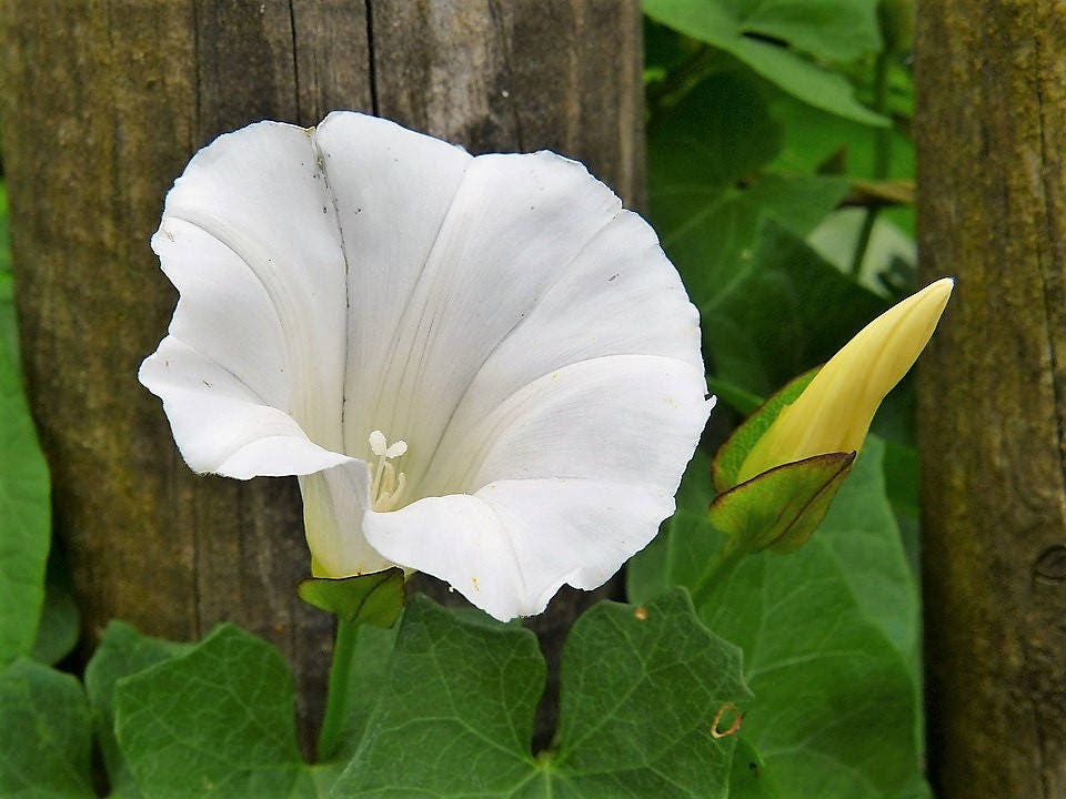 50 Semillas de flor de luna (gloria de la mañana) Ipomoea Alba (flor de luna blanca)