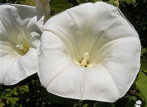 50 Semillas de flor de luna (gloria de la mañana) Ipomoea Alba (flor de luna blanca)