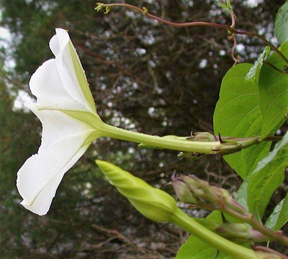 50 Semillas de flor de luna (gloria de la mañana) Ipomoea Alba (flor de luna blanca)