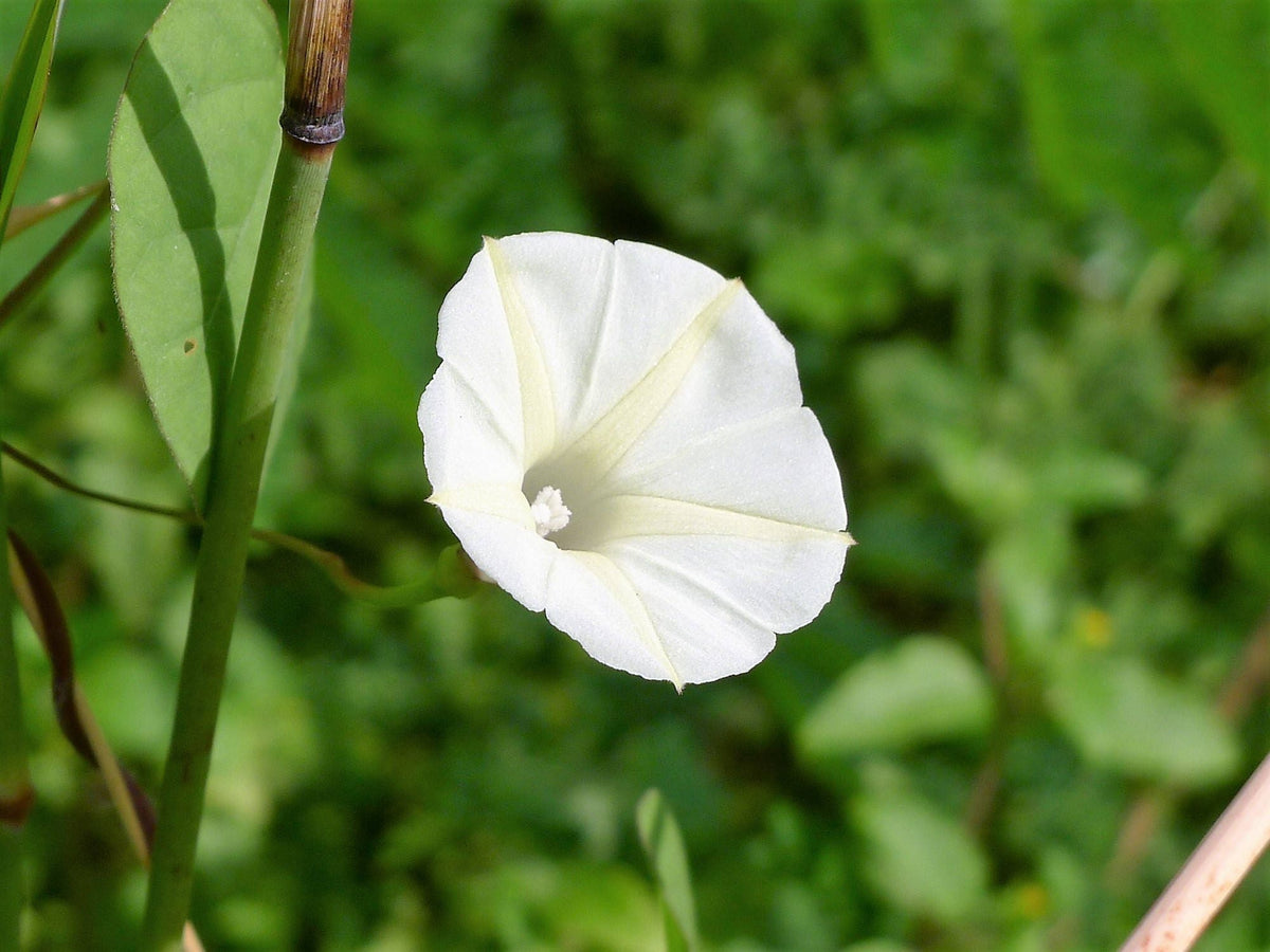 50 Semillas de flor de luna (gloria de la mañana) Ipomoea Alba (flor de luna blanca)