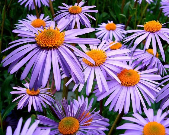 100 semillas de flores moradas de Aster Novae var Angliae (Aster de Nueva Inglaterra) (Margarita de San Miguel)