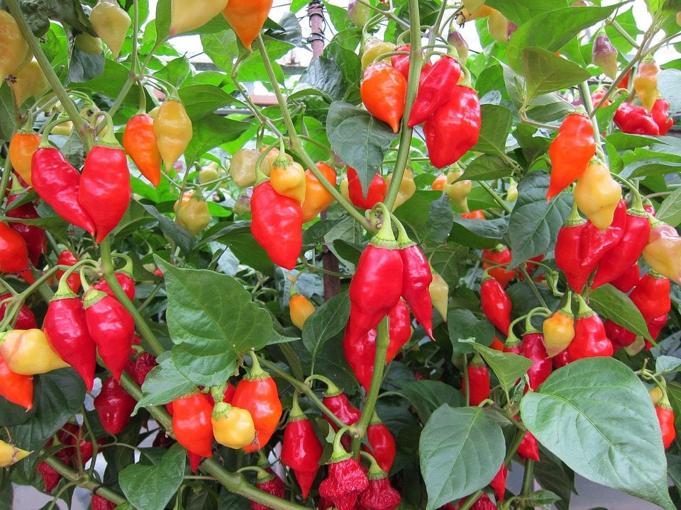 200 SANTA Fe GRANDE PEPPER (Chile Güero / Chile Amarillo Picante) Semillas de Hortalizas Capsicum Annuum