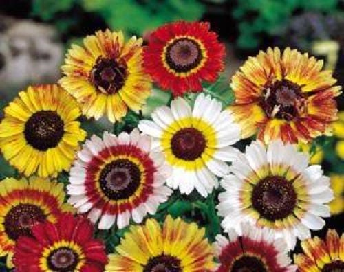 250 semillas de flores de crisantemo carinatum (margarita pirentro) pintadas tricolores