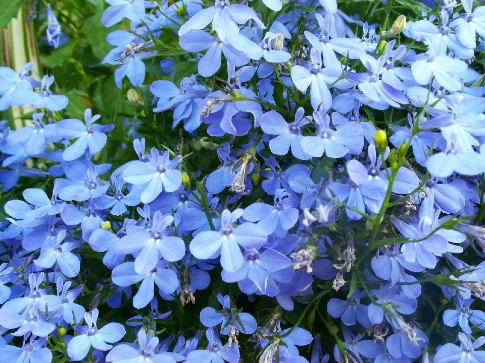 200 semillas de flores de Lobelia Erinus de Regatta de Lobelia azul cielo