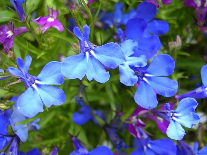 200 semillas de flores de Lobelia Erinus de Regatta de Lobelia azul cielo