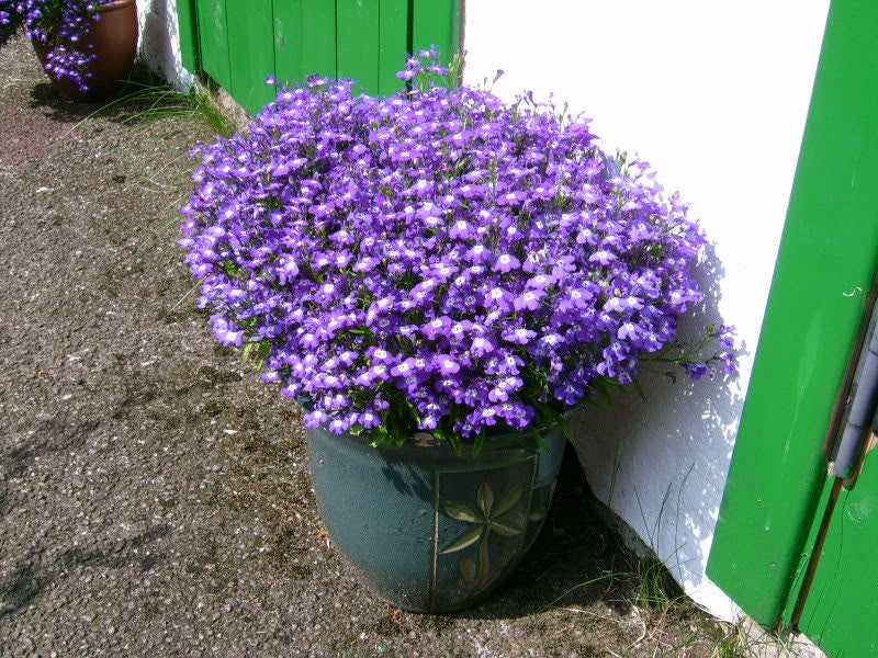 200 LILAC Purple LOBELIA REGATTA Lobelia Erinus Flower Seeds