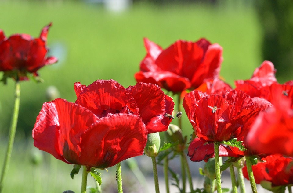 100 RED TULIP POPPY Papaver Glaucum Flower Seeds