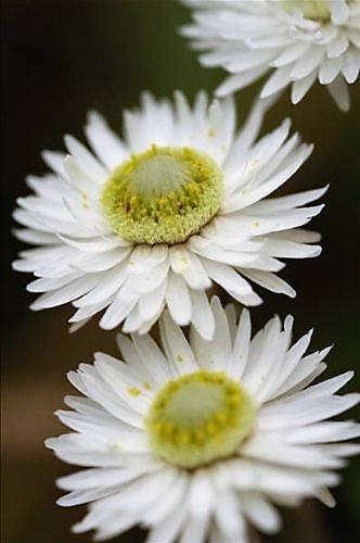 100 semillas de flores de Helichrysum Monstrosum, doble flor blanca