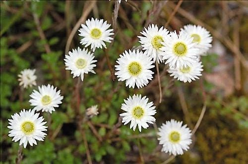 100 semillas de flores de Helichrysum Monstrosum, doble flor blanca