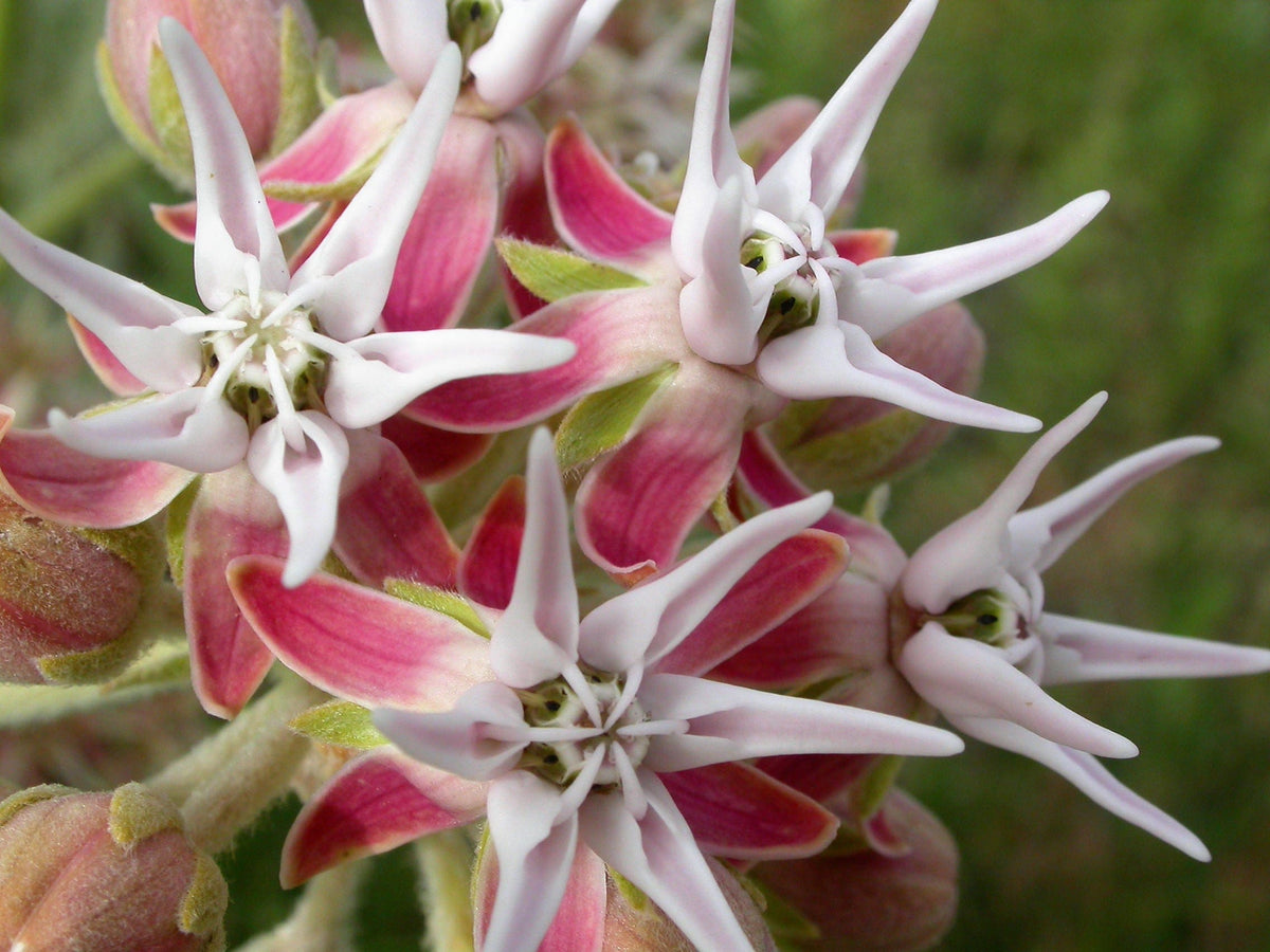50 SHOWY (Greek) MILKWEED Asclepias Speciosa Flower Seeds
