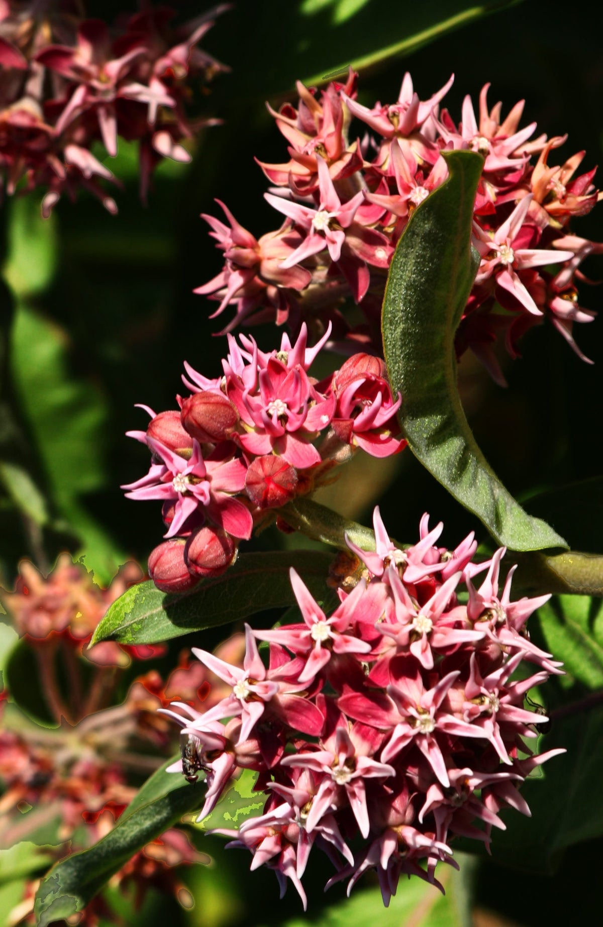 50 SHOWY (Greek) MILKWEED Asclepias Speciosa Flower Seeds