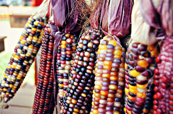 100 semillas ornamentales de maíz indio wampum, colores mixtos, Zea Mays
