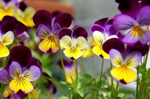 250 semillas de flores JOHNNY JUMP UP Helen Mount Violet Viola Tricolor