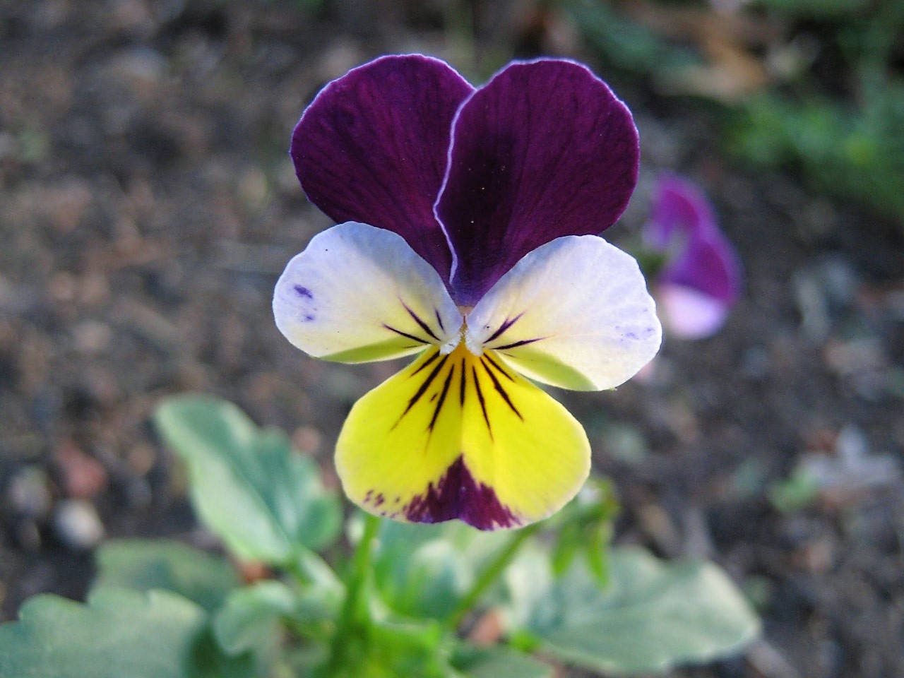 250 semillas de flores JOHNNY JUMP UP Helen Mount Violet Viola Tricolor