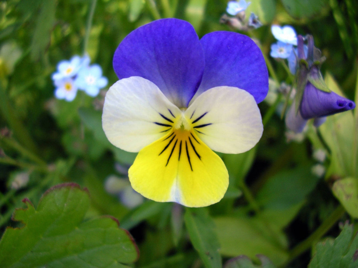 50 semillas de flores violetas tricolores JOHNNY JUMP UP