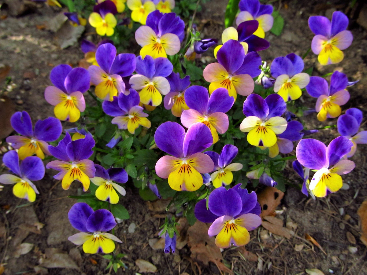 50 semillas de flores violetas tricolores JOHNNY JUMP UP
