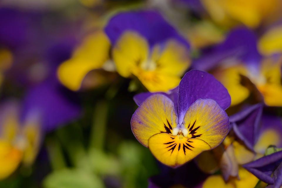 50 semillas de flores violetas tricolores JOHNNY JUMP UP