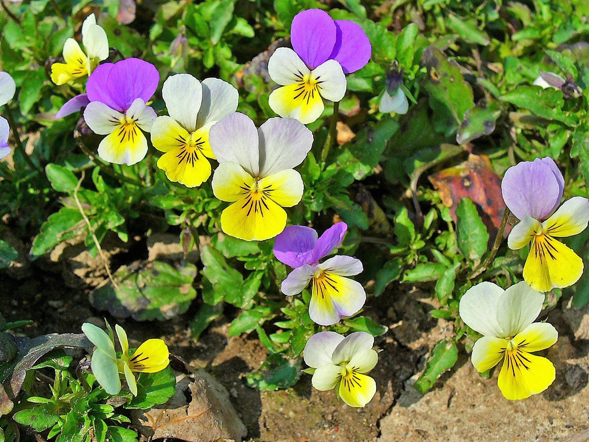 50 semillas de flores violetas ligeras JOHNNY JUMP UP Viola Tricolor