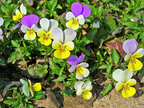 50 semillas de flores violetas ligeras JOHNNY JUMP UP Viola Tricolor