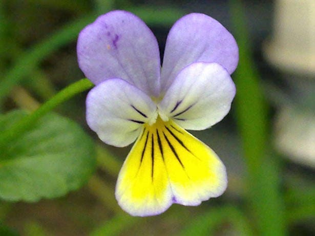 50 semillas de flores violetas ligeras JOHNNY JUMP UP Viola Tricolor