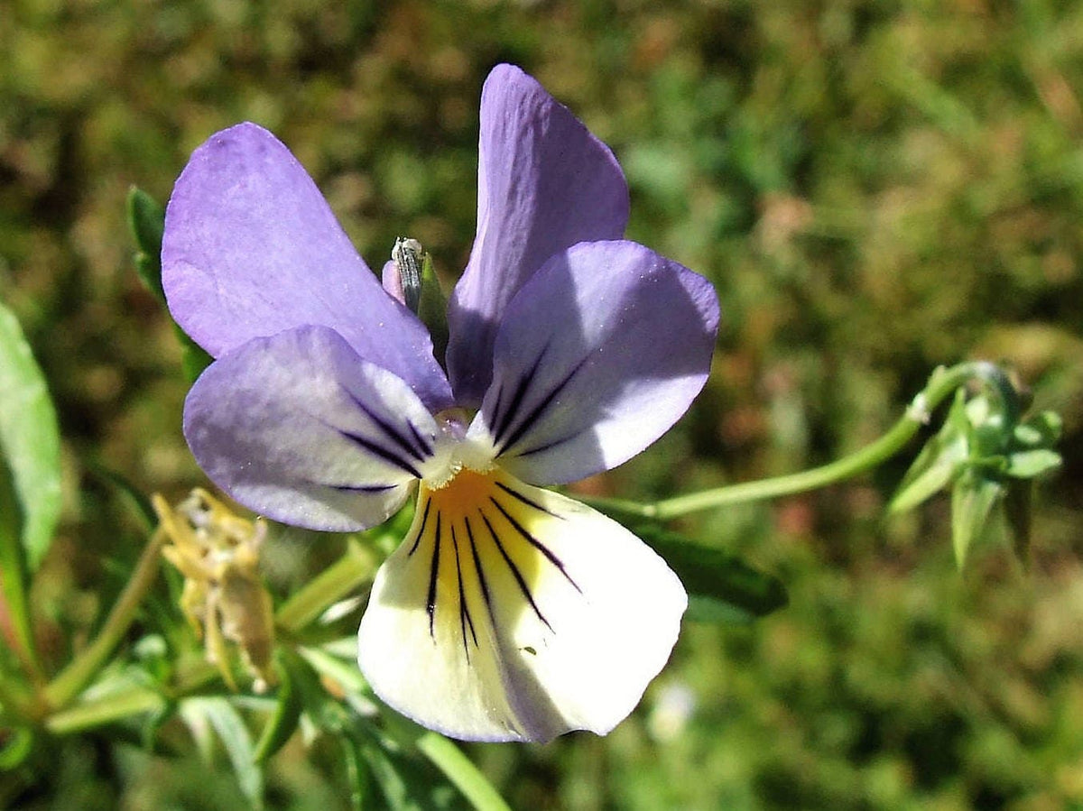 50 semillas de flores violetas ligeras JOHNNY JUMP UP Viola Tricolor
