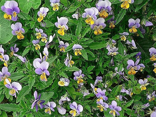 50 semillas de flores violetas ligeras JOHNNY JUMP UP Viola Tricolor