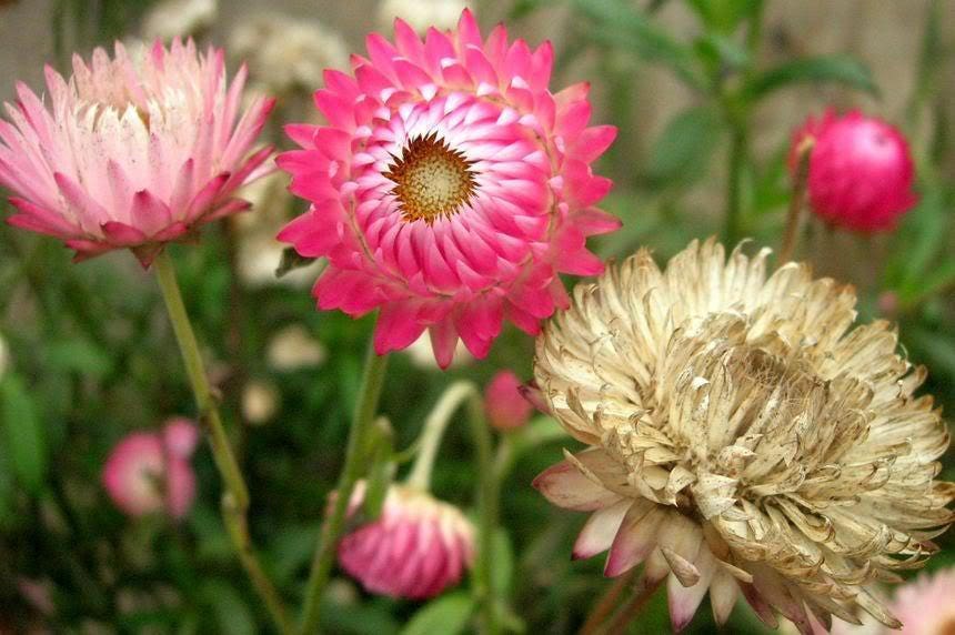 50 semillas de flores de Helichrysum Bracteatum, doble flor rosa de fresa