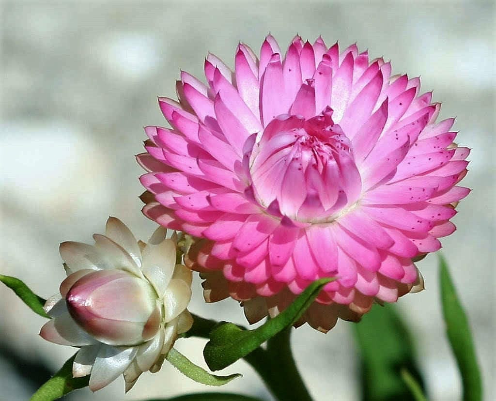 50 semillas de flores de Helichrysum Bracteatum, doble flor rosa de fresa
