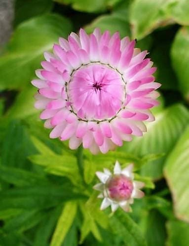50 semillas de flores de Helichrysum Bracteatum, doble flor rosa de fresa