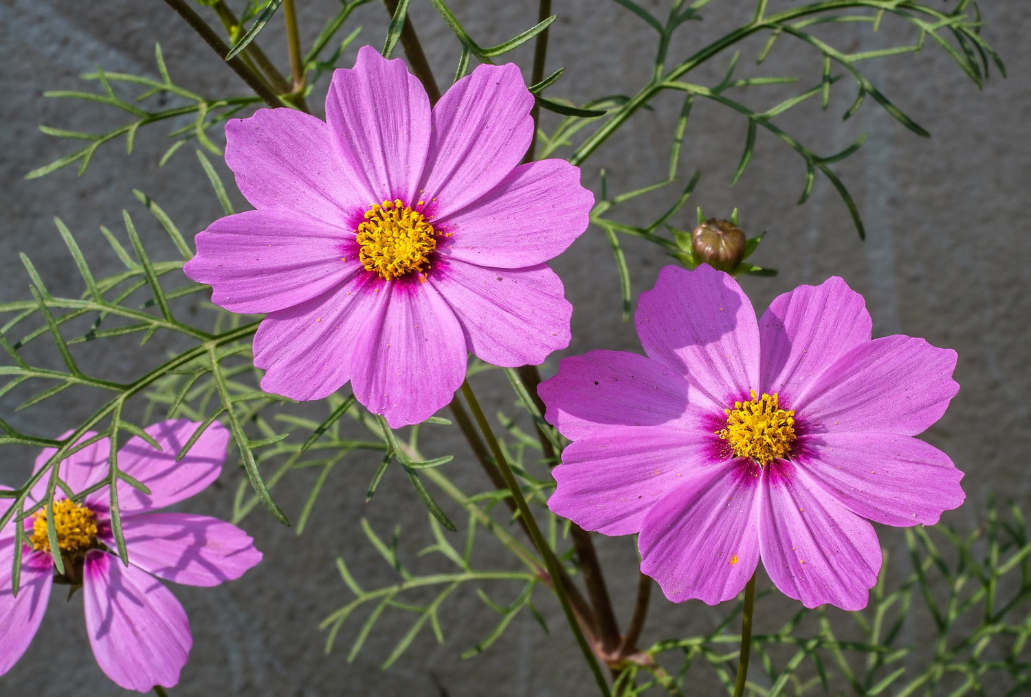 300 semillas de flores de Cosmos bipinnatus (COSMOS ROSADO ENANO)