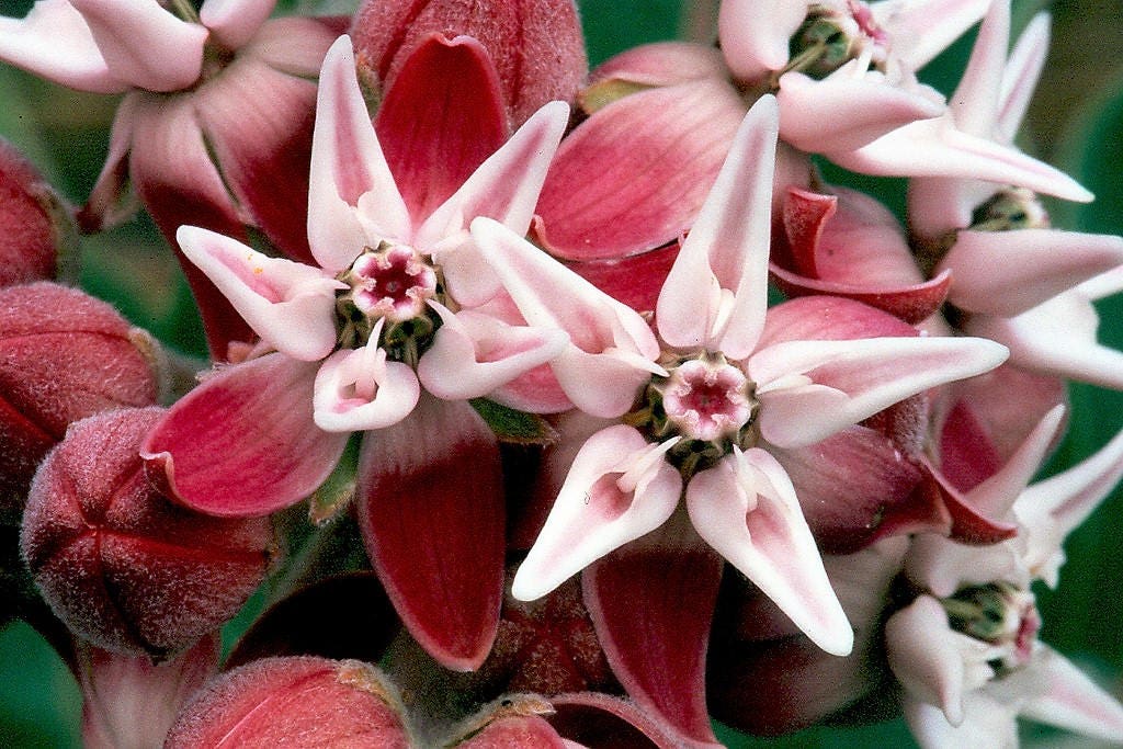 50 SHOWY (Greek) MILKWEED Asclepias Speciosa Flower Seeds